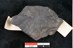 Foto (Detailansicht) von Sphenopteris amissa Ettingshausen (NHMW-GEO-2024-0188-10280)